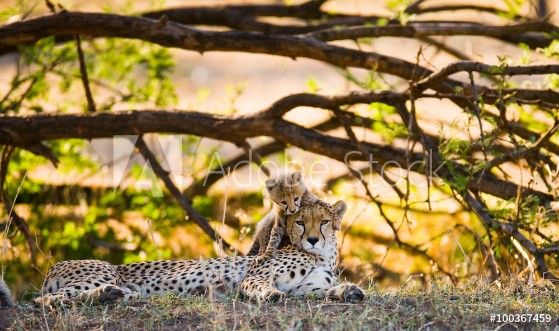 Picture of Mother cheetah and her cub in the savannah Kenya Tanzania Africa National Park Serengeti Maasai Mara An excellent illustration